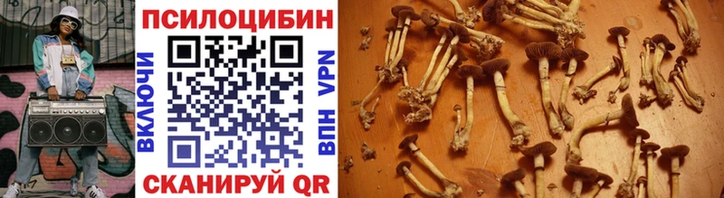 Псилоцибиновые грибы Psilocybine cubensis  как найти закладки  Шлиссельбург 